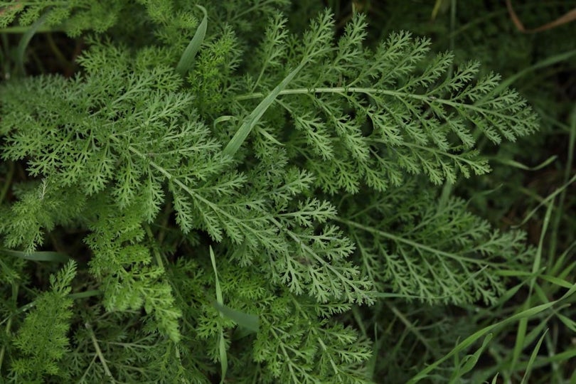 Yarrow in Lawns | RHS Advice