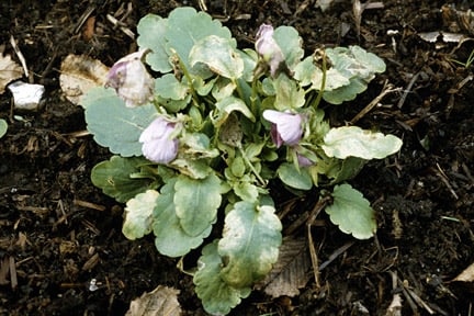 Pansy downy mildew