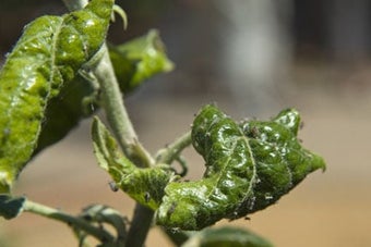 Fruit aphids