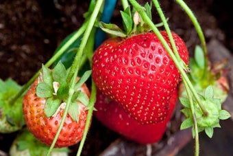 How to grow strawberries