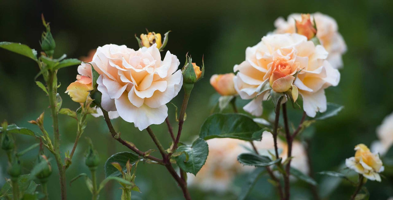 Small bush roses / RHS Plant Guide