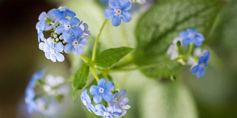 Brunnera / RHS Plant Guide