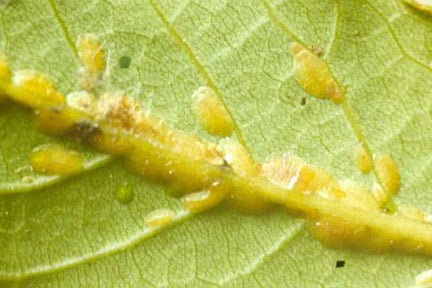 Scale Insects: Identification and Control | RHS Advice