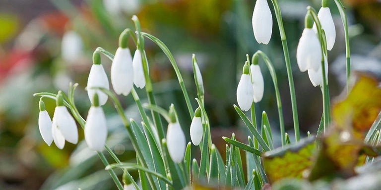 Buy snowdrops from RHSplants.co.uk