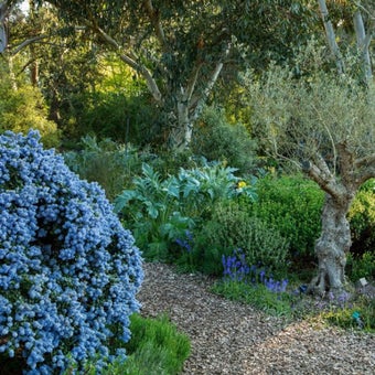 Plants for evergreen foliage: attracting pollinators