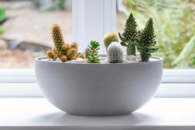 How to grow houseplant cacti and succulents