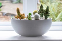 How to grow houseplant cacti and succulents