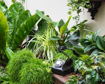 Best houseplants for shady rooms
