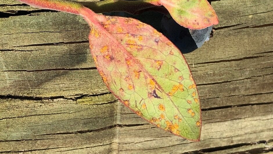 Blueberry rust: Causes, Symptoms & Control | RHS Advice