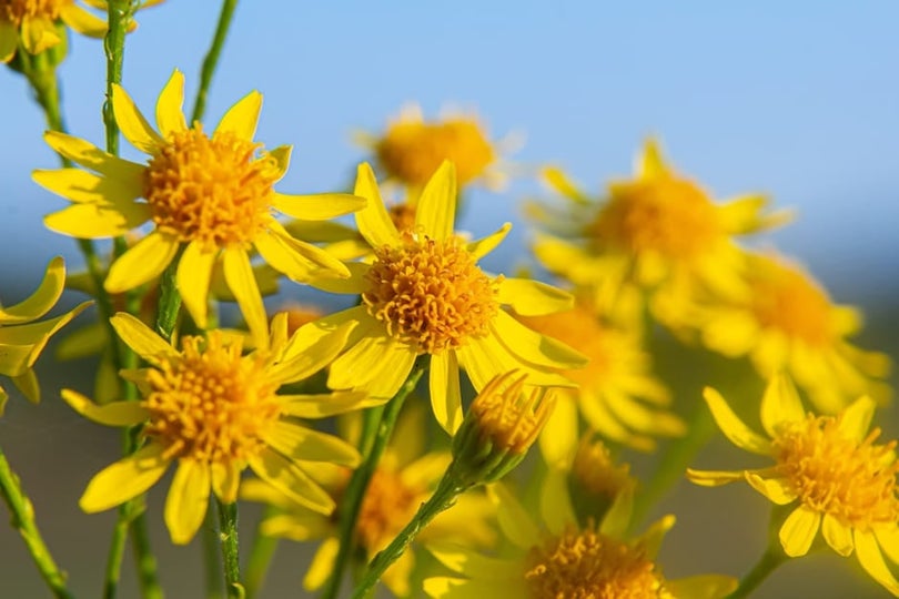 Ragwort | RHS Advice