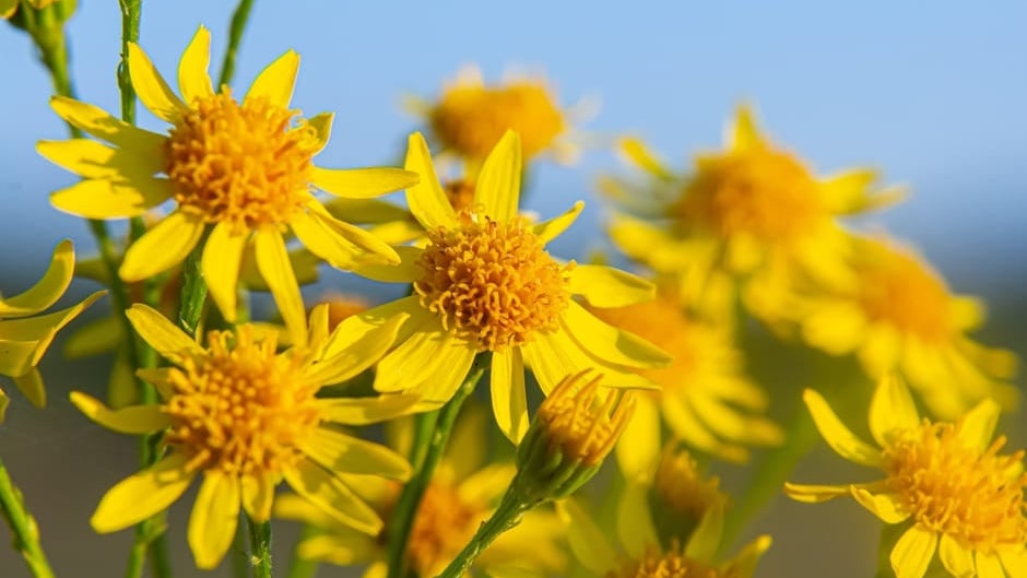Ragwort | RHS Advice