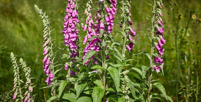 Biennial foxgloves