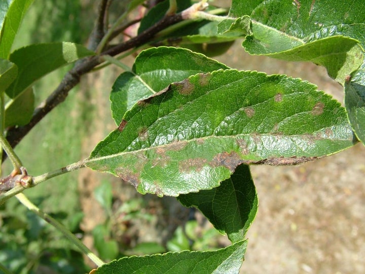 Apple and Pear Scab: Prevention and Treatment | RHS Advice