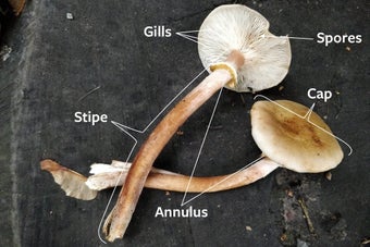 Honey fungus: identifying mushrooms