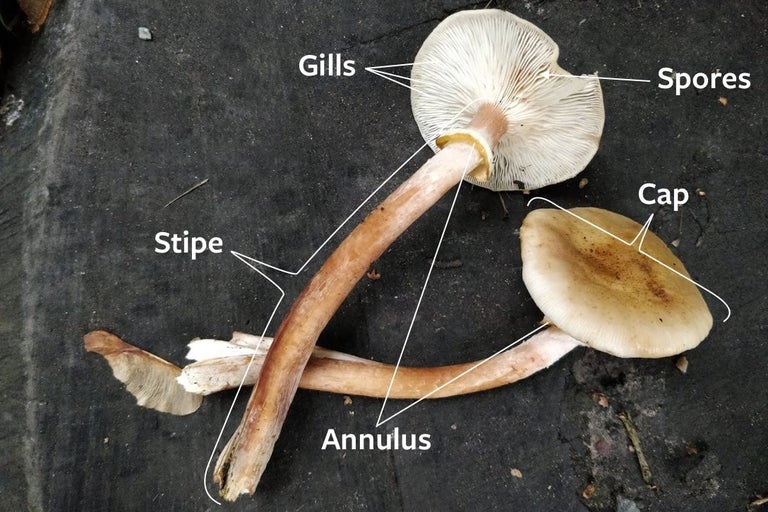 Honey fungus: identifying mushrooms