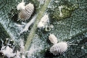 Soft Scale Insects: Identification and Control | RHS Advice