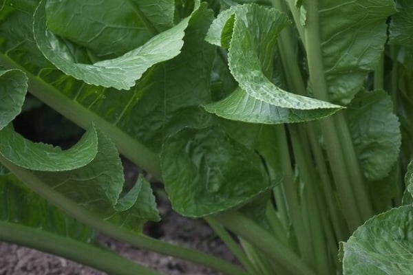 <em>Armoracia rusticana</em>