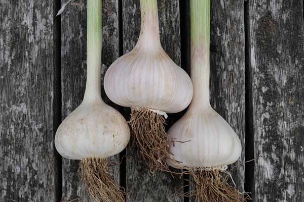 ‘Solent Wight’ AGM