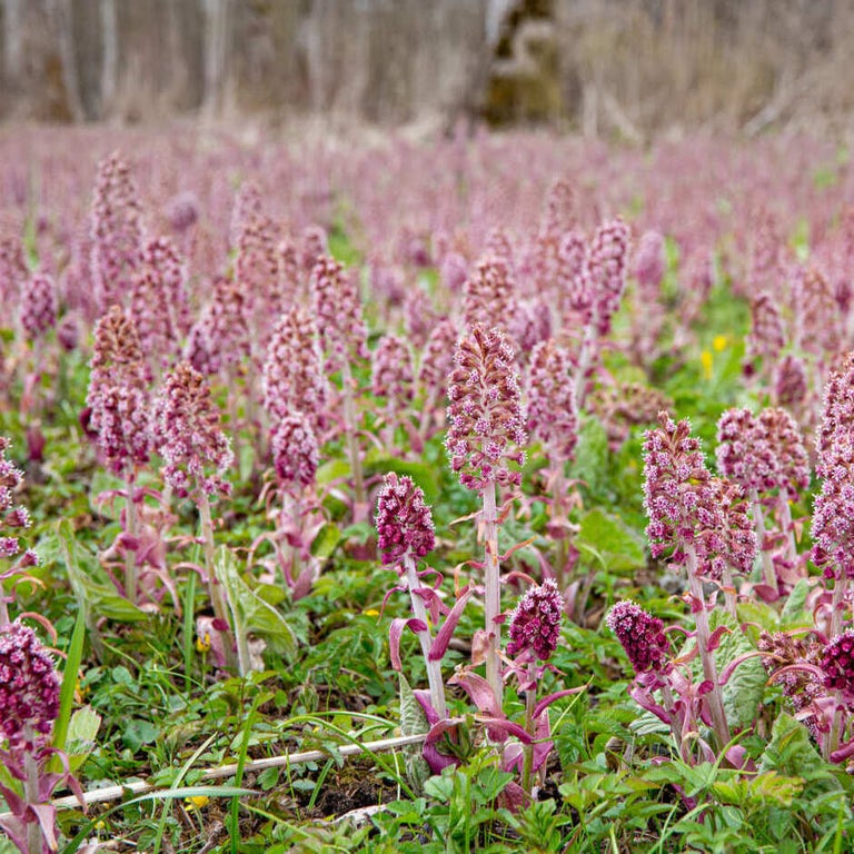 Butterbur and winter heliotrope