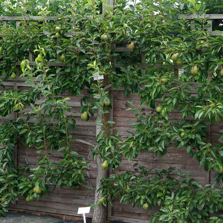 Apples and pears: espalier pruning and training
