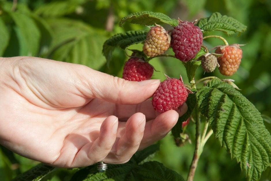 How to grow raspberries | RHS Guide