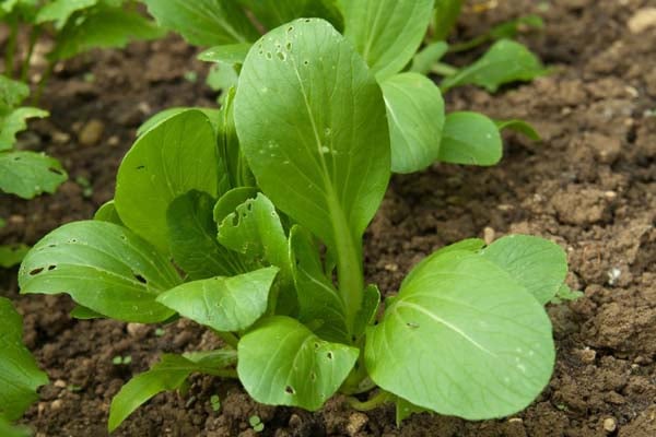 Pak choi 'Summer Breeze' AGM