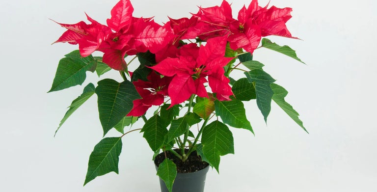 Poinsettias