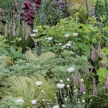 Drought-resistant planting