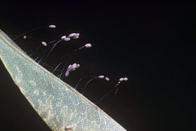 Aphid Predators: Natural Pest Control | RHS Advice