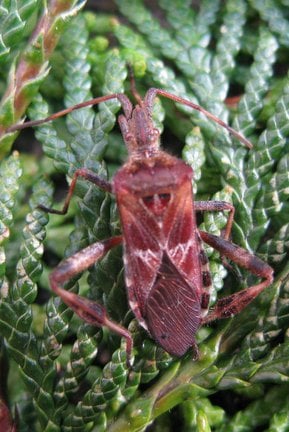 Western conifer seed bug