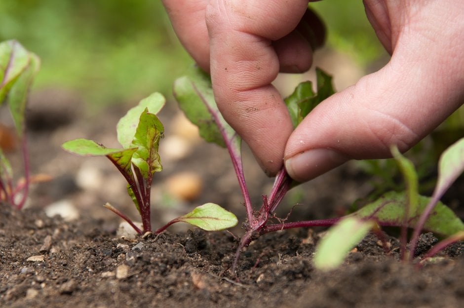 How to grow Beetroot | RHS Guide