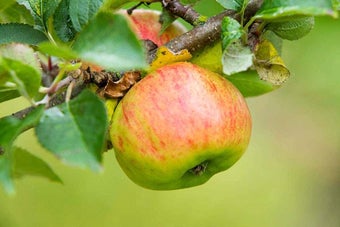 How to grow apples