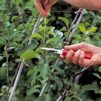 Plums: pruning
