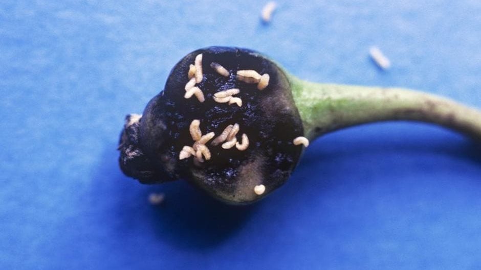 Pear Midge: How to Prevent Fruit Loss | RHS Advice