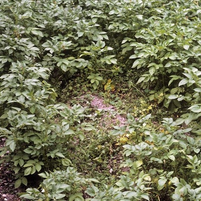 Potato cyst eelworm (<EM>Globodera</EM> sp.) on potato