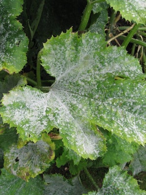Powdery mildew on courgette. Image: John Scrace