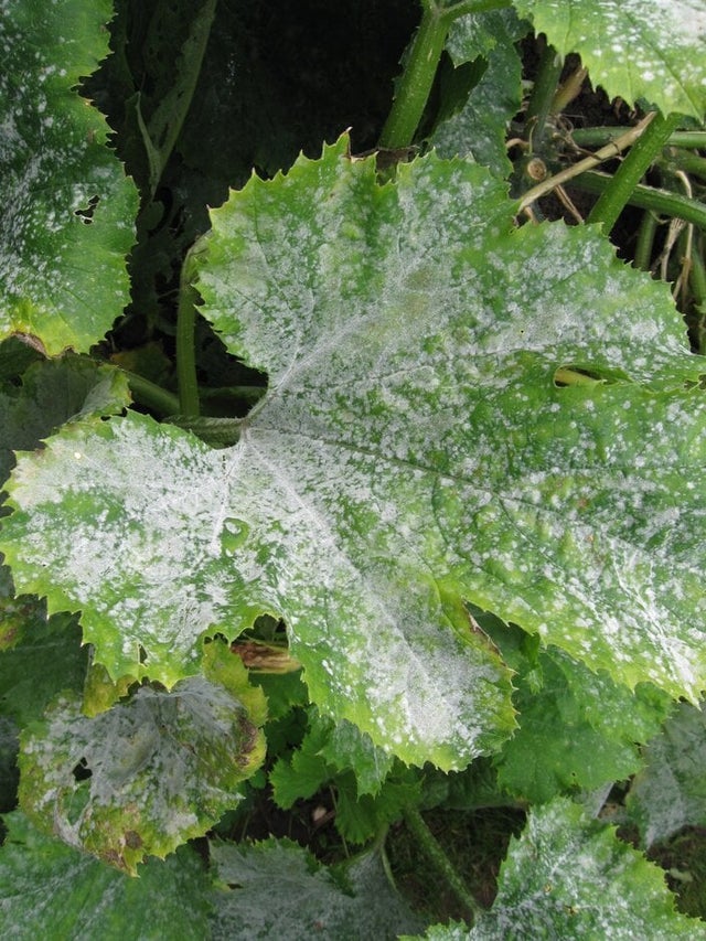 Powdery mildew on courgette. Image: John Scrace