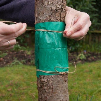 Grease bands and tree barrier glues