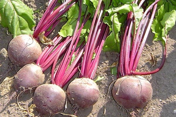 How to grow Beetroot | RHS Guide