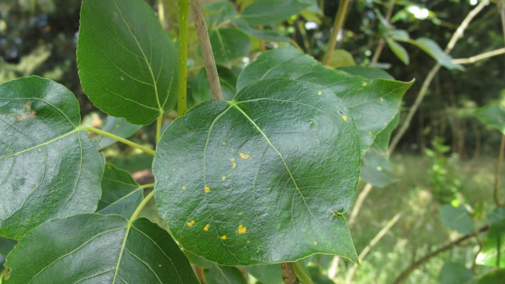 Tree Rusts: Spotting & Treating | RHS Advice