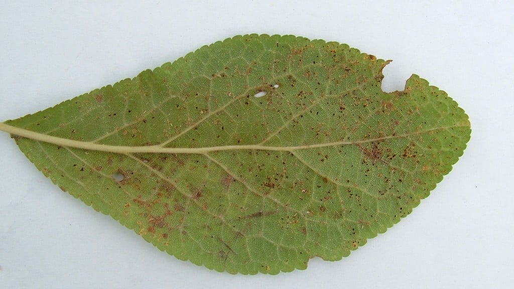 Tree Rust Spruce Tree Rusts: Spotting & Treating | RHS Advice
