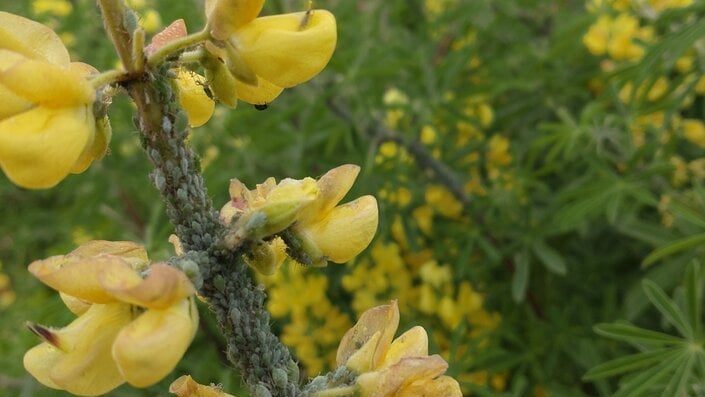 Lupithepn Lupin aphid: Identification & Control | RHS Advice