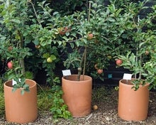 Growing a sustainable mini orchard in pots