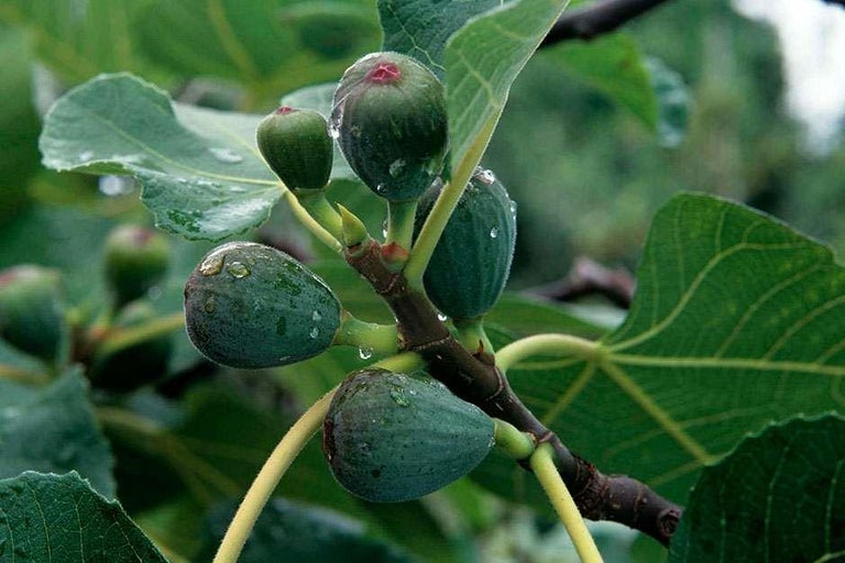 Buy figs at RHSplants.co.uk