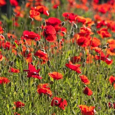 Sow seeds of annual wildflowers, such as poppies, for flowers in as little as six to eight weeks