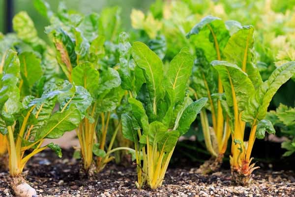 Chard 'Bright Yellow' AGM