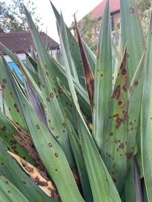 Yucca Leaf Spot (<em>Coniothyrium concentricum</em>)