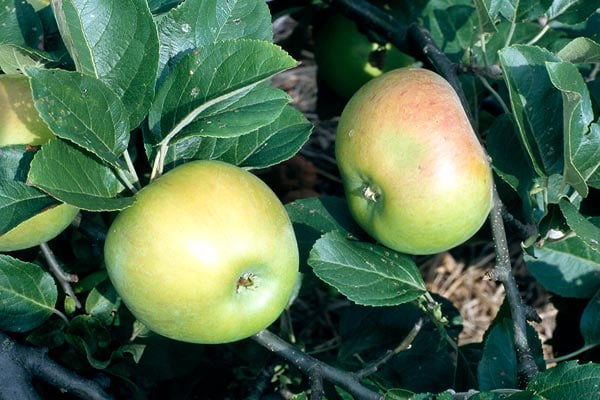 'Lane's Prince Albert' AGM