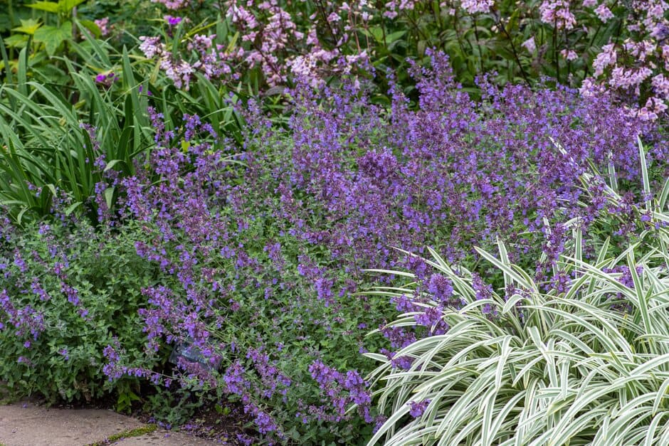 Purple and Pink Pollinator Plants | RHS Advice