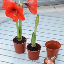 Hippeastrum